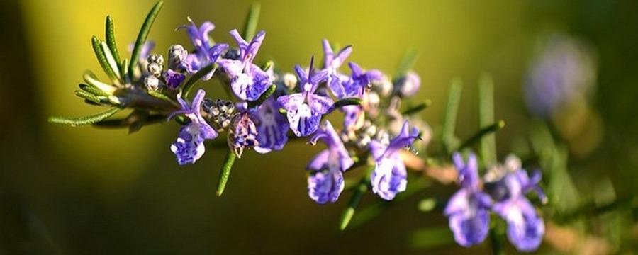 Romero: Rosmarinus Officinalis