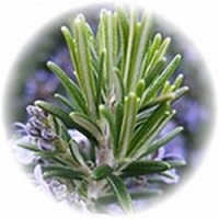 Rosmarinus Officinalis