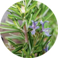 Rosmarinus Officinalis