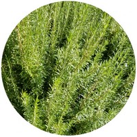 Rosmarinus Officinalis