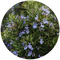 Rosmarinus Officinalis