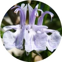 Flores de Romero - Rosmarinus Officinalis