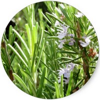 Rosmarinus Officinalis var. Verbenoniferum