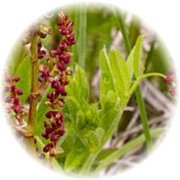 Rumex Patientia