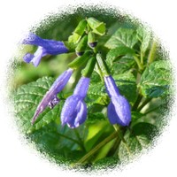Salvia Officinalis