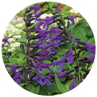 Salvia Officinalis