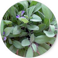Salvia Officinalis