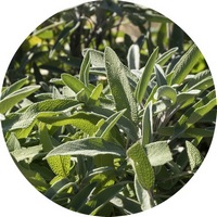 Salvia Officinalis
