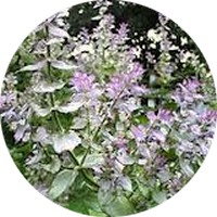 Salvia Officinalis