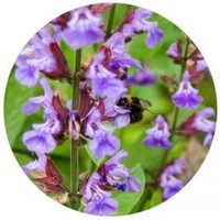 Salvia Officinalis