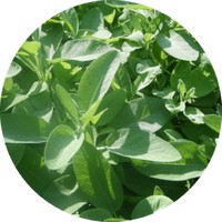 Sage - Salvia