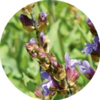 Salvia