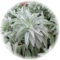 Salvia Apiana - White Sage