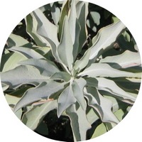 Salvia Apiana - White Sage
