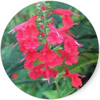 Salvia Coccinea