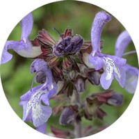 Chinese Salvia