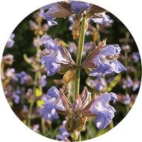 Chinese Salvia