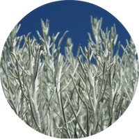 Salvia Dorrii - Desert Sage