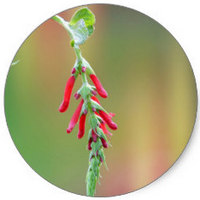 Salvia Elegans - Sage