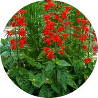 Salvia Escarlata