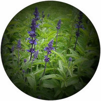 Salvia Farinacea