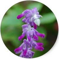Salvia Elegans