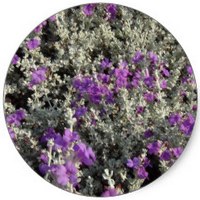 Salvia Greggii - Texas Sage