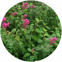 Salvia Involucrata - Sage
