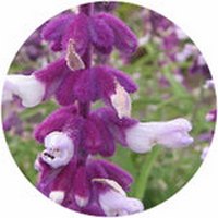 Salvia Leucantha