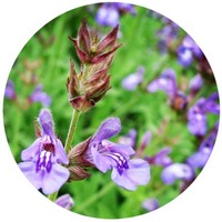 Salvia Lavandulifolia