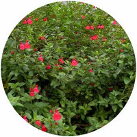 Salvia Maraschino