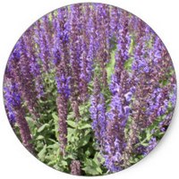 Salvia Nemorosa - Sage