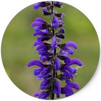 Salvia Pratensis