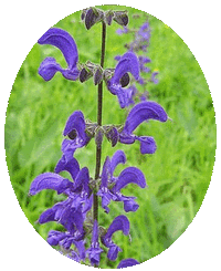 Salvia Pratensis