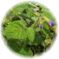 Salvia Miltiorrhiza - Dan Shen