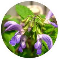 Salvia Miltiorrhiza - Dan Shen