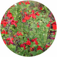 Salvia Royal Bumble