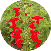 Salvia Royal Bumble