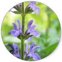 Salvia Superba