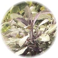 Salvia Sclarea