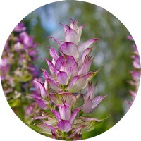 Salvia Sclarea
