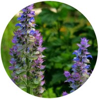 Salvia Sclarea