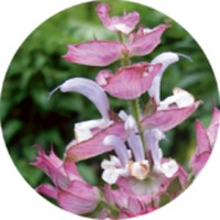 Salvia Sclarea