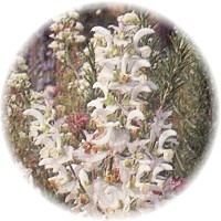 Salvia Sclarea