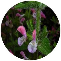 Salvia Viridis - Painted Sage