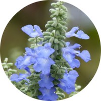 Salvia Stenophylla - Blue Mountain Sage