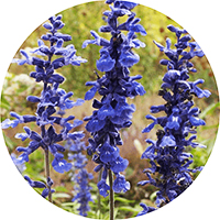 Salvia Stenophylla - Blue Sage
