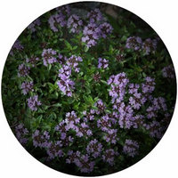 Serpol: Thymus - Tomillo Rastrero