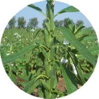 Sesamo: Sesamum - Ajonjoli