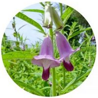 Sesamo: Sesamum - Ajonjoli